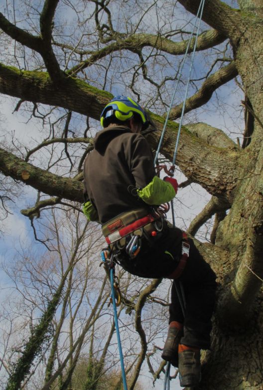 Élagage d'arbre à l'aide d'un grimpeur élagueur dans le Jura — SAS POLYVIER